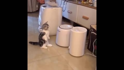 Funniest Animals - Best Of The 2021 Funny Animal Videos #80