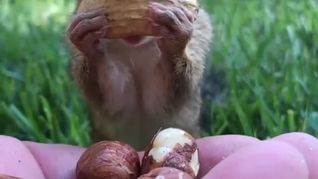 funny and cute squirrel