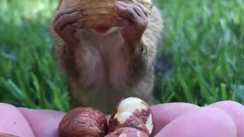 funny and cute squirrel