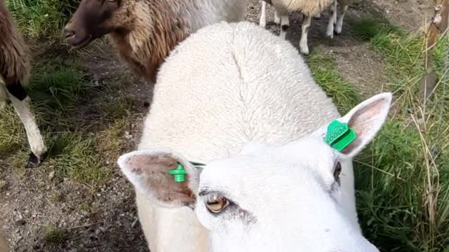 Herd of Sheep and Goats at a Village