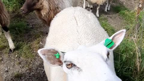 Herd of Sheep and Goats at a Village