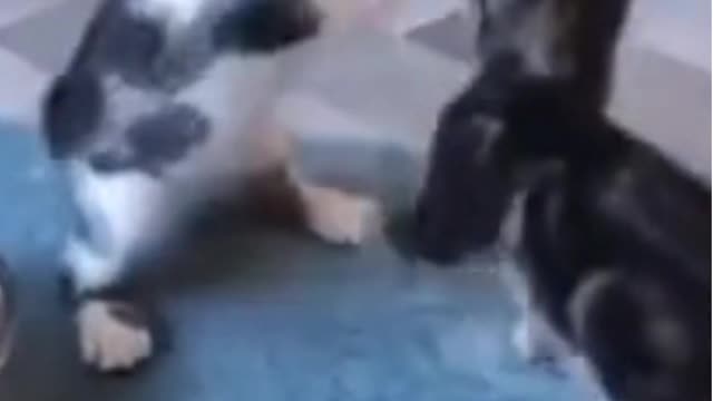 Best Funny Animal Videos - Funny Animals