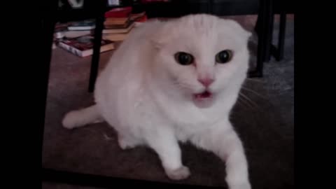 Don't pet this Kitty!! Pt. 2.webm_batch