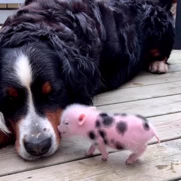 You've got a friend in me 😅