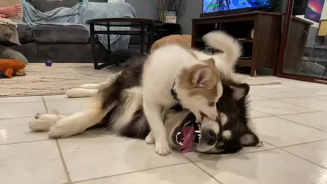 Cuteness overload: Pomsky and Malamute