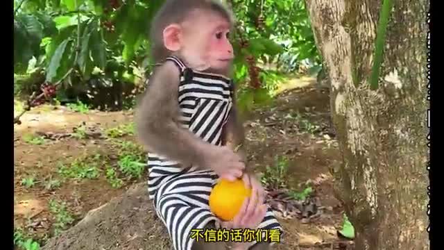 clever little monkey