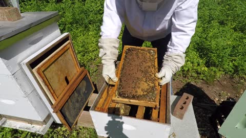 Hive inspections and a new hive!