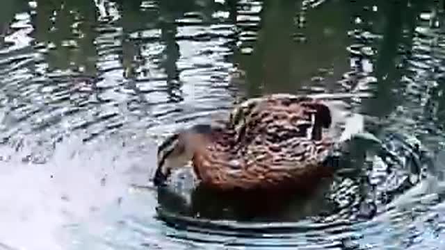 Female duck#shortsviral