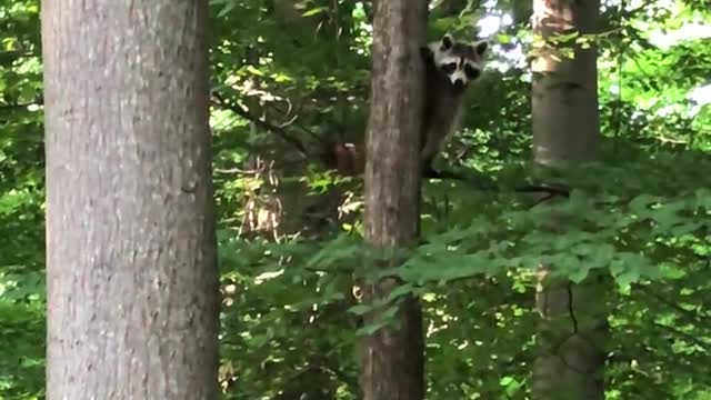 Sneezing Baby Panda | Original Video