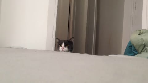 The Cutest cat PEEK A BOO!