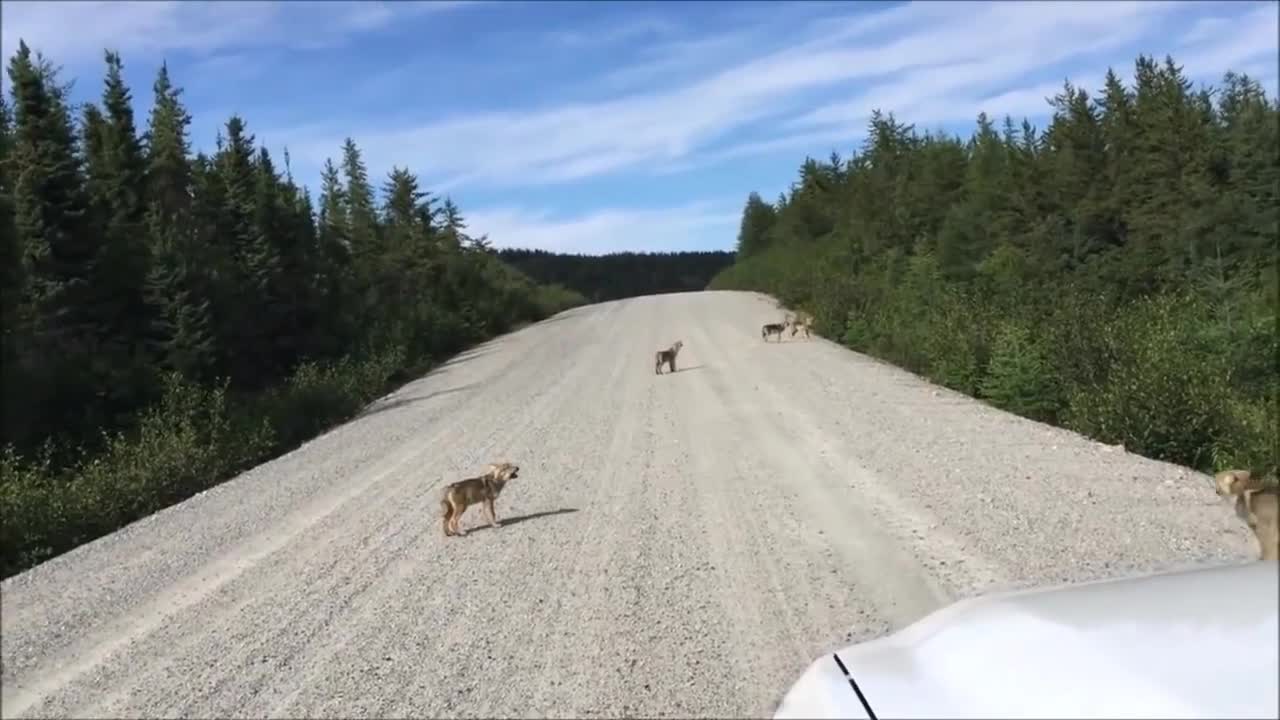 Pack Of Baby Wolves Show Their Howling Skills | Part 01