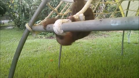 Baby Sloths Being Sloths - Funny Compilation