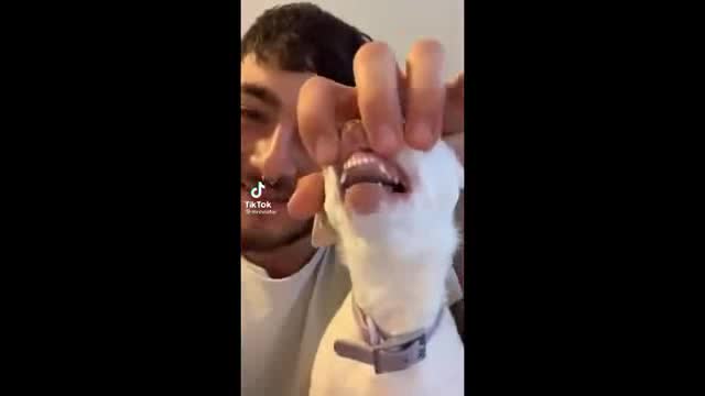 Funny angry 🐕 dog