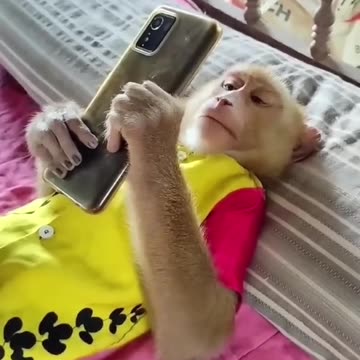 Social media monkey 😂