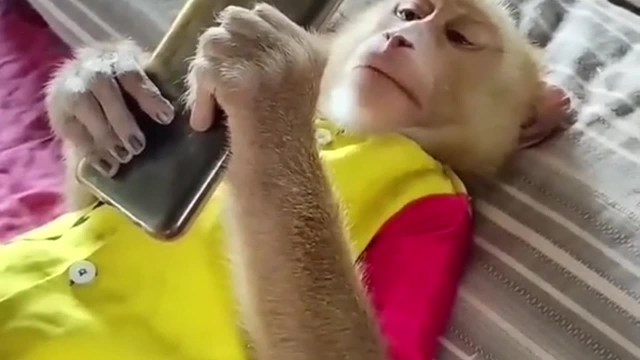 Social media monkey 😂