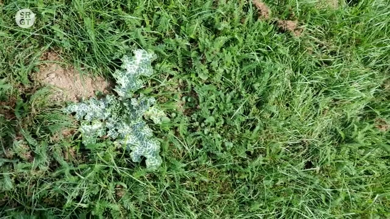 🔴 LIVE TV-Programm SRGT mit AUF1 - Fernsehsender auf ASTRA 19.2° OST in Europa frei empfangbar 📡