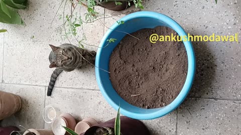 Sherry the cat keeping me company while gardening