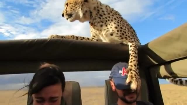 cheetah on the car