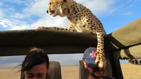 cheetah on the car