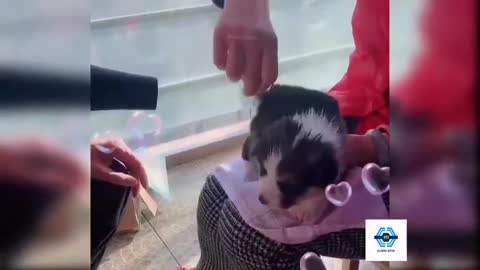 Funny dog videos of all time that makes you laugh