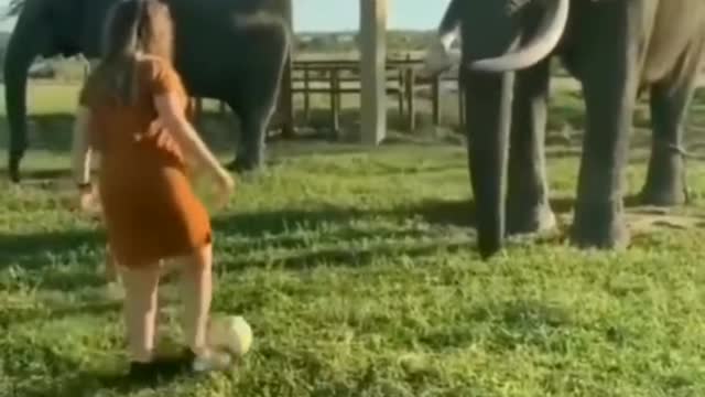 Elephant paly football with girl