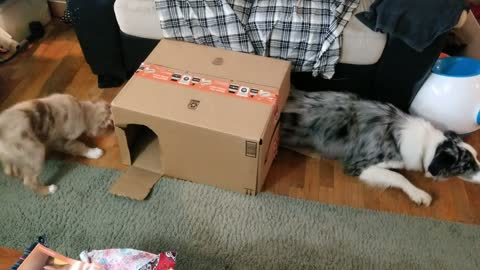 Pixel playing with the puppy box fort