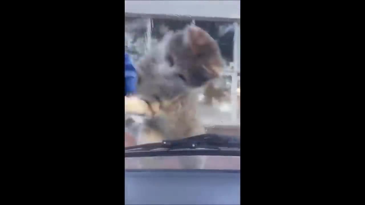 Angas ng mga pusa