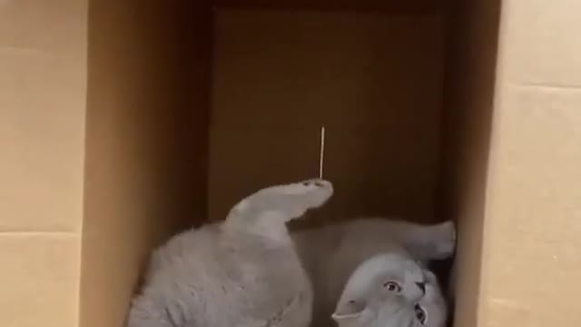 cute cat