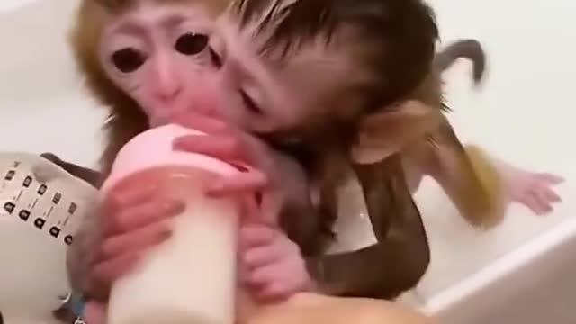 Cute Baby Monkey Drinking Milk