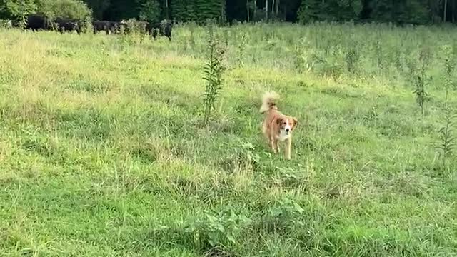 Gator And Sassy Intro To Cattle Two