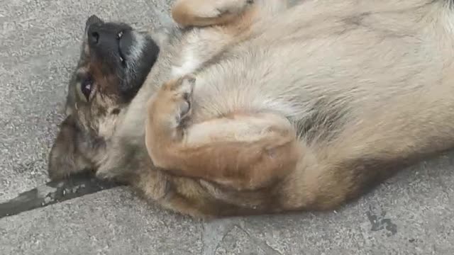 Look how comfortable the puppy is