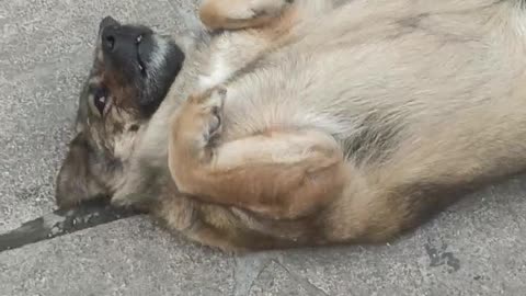 Look how comfortable the puppy is