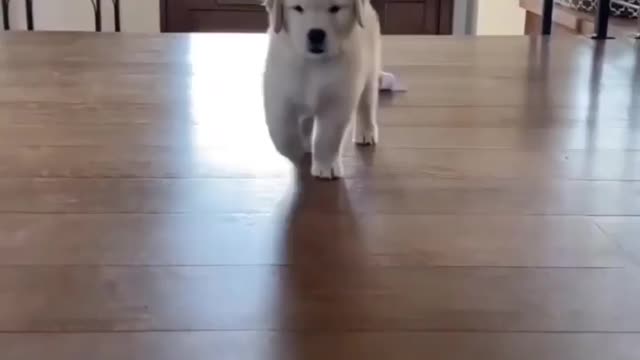 Cute dog playing
