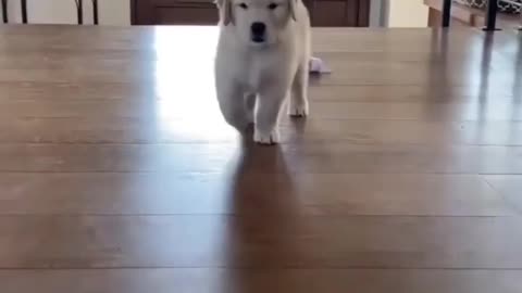 Cute dog playing