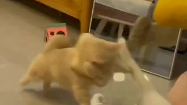 Best Funniest Animal Videos, 2022 #Shorts