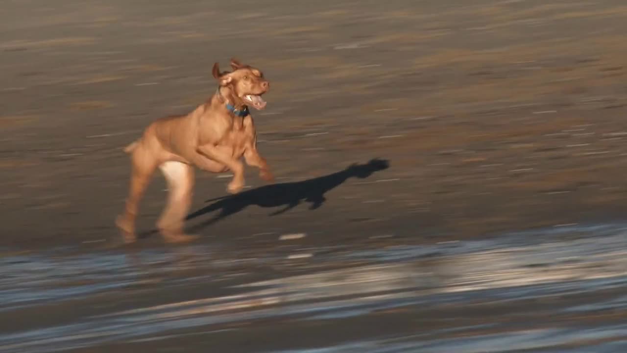 Dog Running On Beach At Full Speed