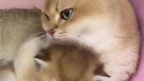 Cat, be careful, kitten #Animals #Short #Maminha