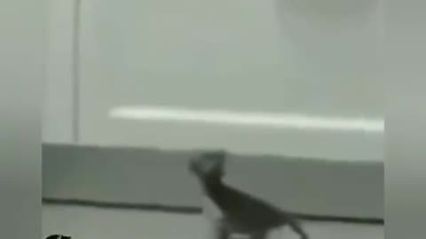 Animals Gone Wild