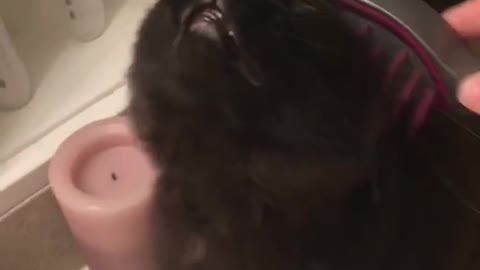 Black cat getting combed