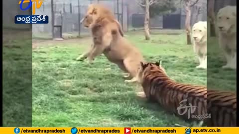 Lion Fights Tiger