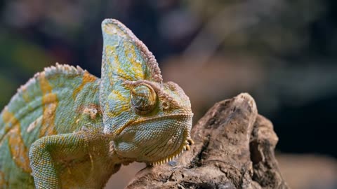 Curious Chameleon Leaning on Cork Bark