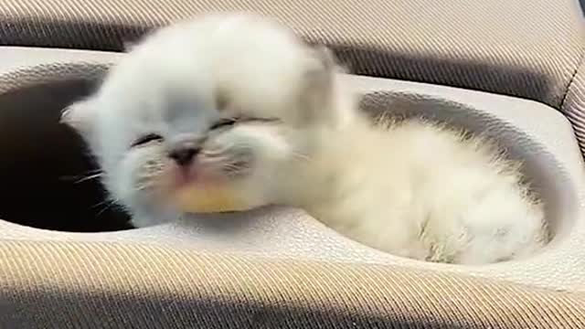 Cat best funny video clip | best funny moments clips of cat