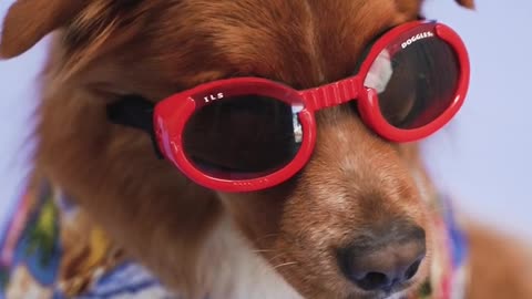 Cute dog with sunglass