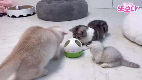 cute cat