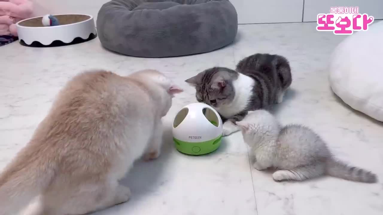 cute cat
