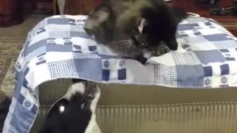 Cat use Karate to attack the dog | Funny Pets