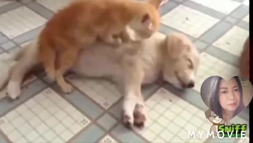 Watch this funny, cute dog that can make your day and can make you relax ( stress reliever)