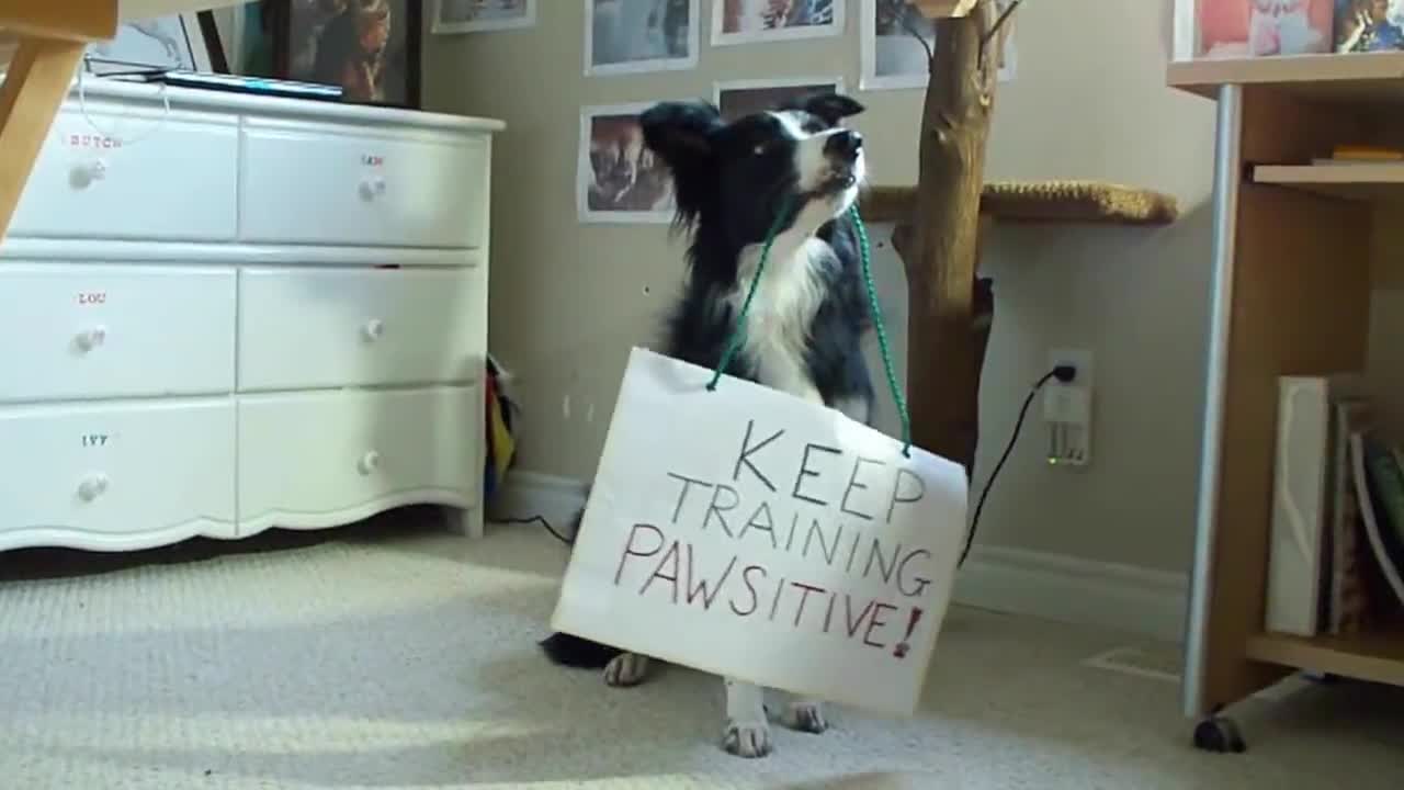 Nana the Border Collie Performs Amazing Dog Tricks