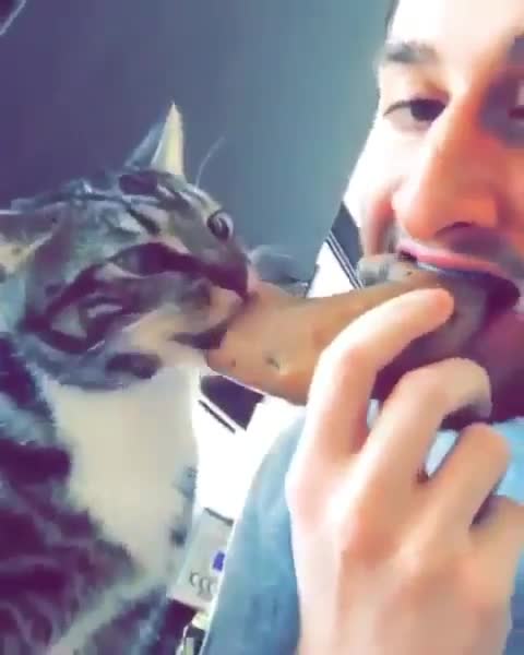 Funny video cat 2021 july