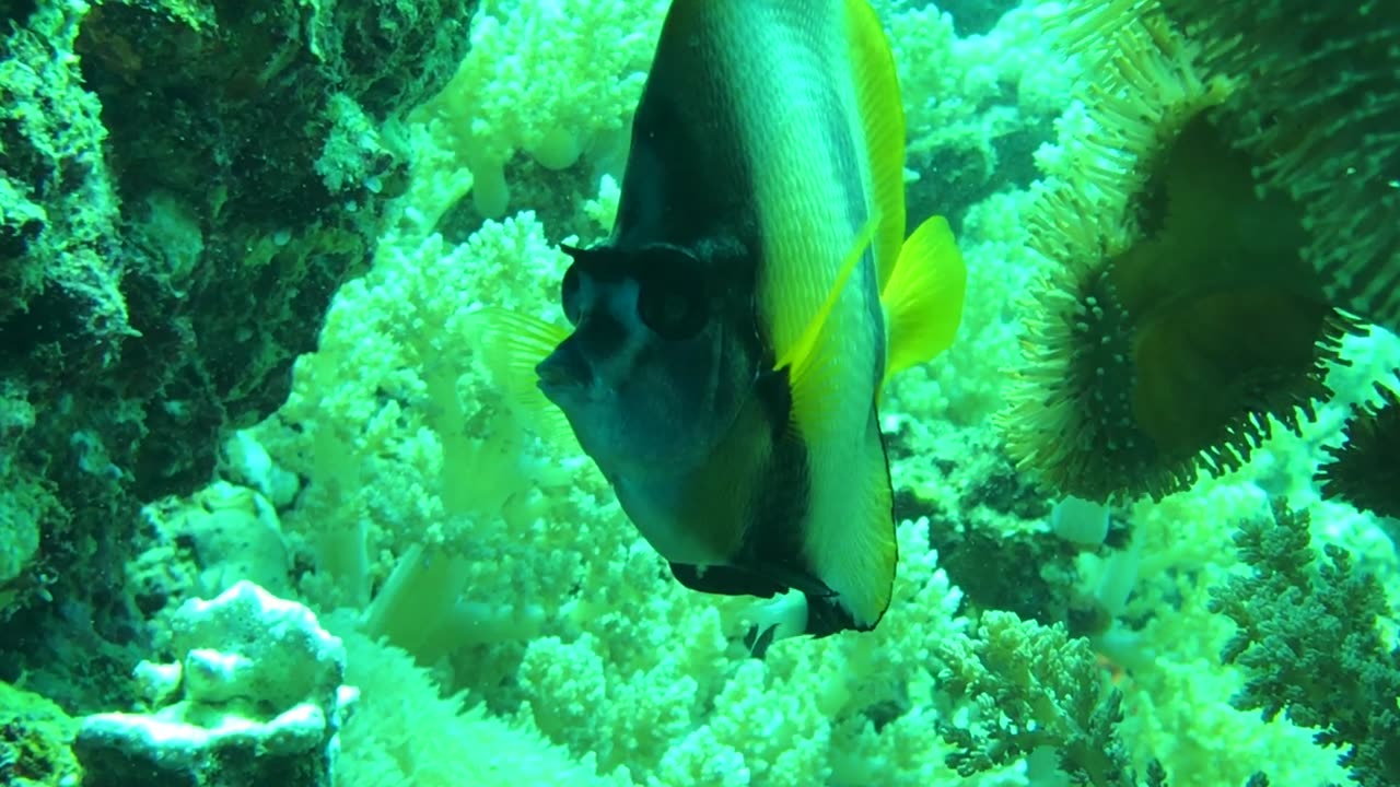 NO SOUND - Closeup of bannerfish